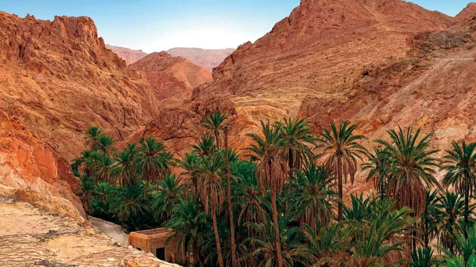 Palmeraie de l'oasis de montagne de Chebika, près de Tozeur