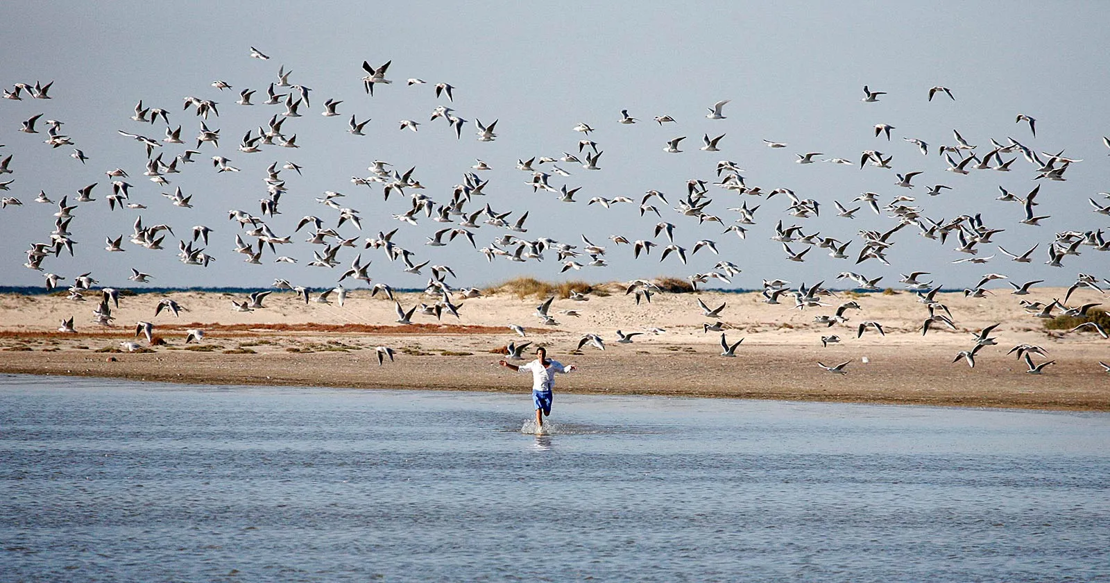 Envol de mouettes sur une plage de Djerba
